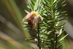 Pimelea suaveolens