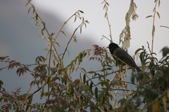 Urocissa flavirostris