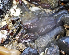 Petrolisthes manimaculis