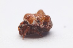 Phoroncidia quadrata