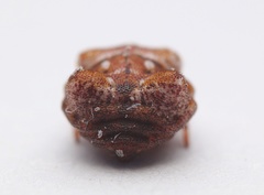 Phoroncidia quadrata