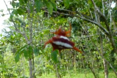 Gasteracantha versicolor