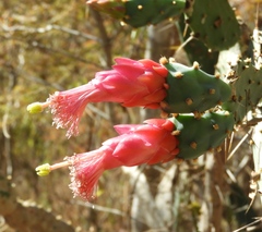 Opuntia karwinskiana