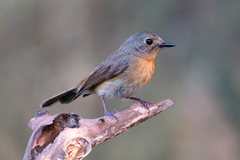 Cyornis