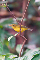 Phylloscopus valentini