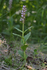 Galearis camtschatica