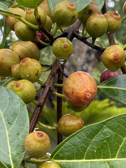 Ficus fraseri