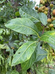 Ficus fraseri