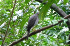 Accipiter madagascariensis
