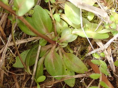 Gentianella chathamica