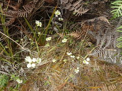 Gentianella chathamica