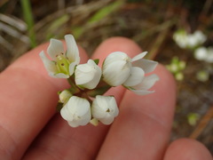 Gentianella chathamica