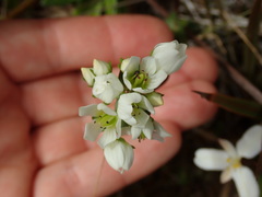 Gentianella chathamica