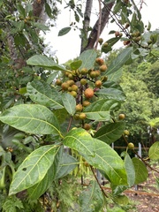 Ficus fraseri