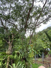 Ficus fraseri