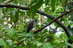 Accipiter madagascariensis