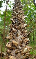 Zanthoxylum asiaticum