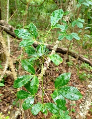 Zanthoxylum asiaticum