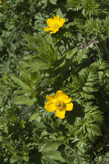 Pulsatilla aurea
