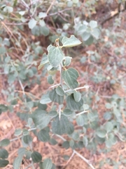 Ceanothus cordulatus