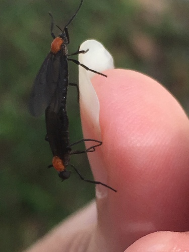 Bibionidae image