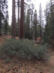 Ceanothus cordulatus