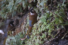 Trochalopteron affine