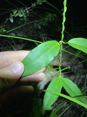 Leichhardtia fraseri