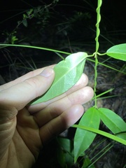 Leichhardtia fraseri