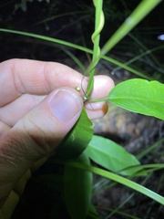 Leichhardtia fraseri