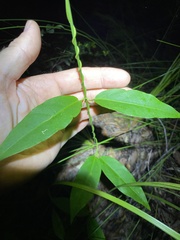 Leichhardtia fraseri