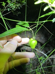 Leichhardtia fraseri