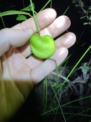 Leichhardtia fraseri
