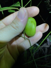 Leichhardtia fraseri