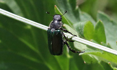 Dichelonyx backii