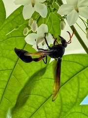 Delta pyriforme circinale