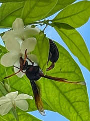 Delta pyriforme circinale