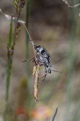 Agnesiotis pilosula