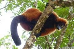 Varecia rubra