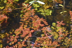 Ludwigia repens