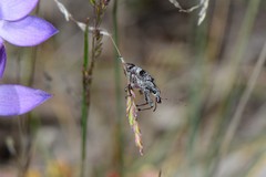 Agnesiotis pilosula