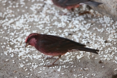 Procarduelis nipalensis