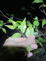 Syzygium luehmannii