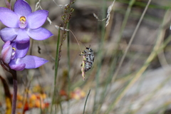 Agnesiotis pilosula