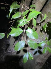 Syzygium luehmannii