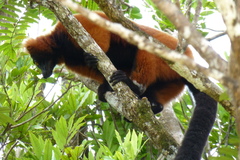 Varecia rubra