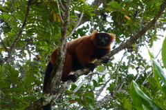 Varecia rubra