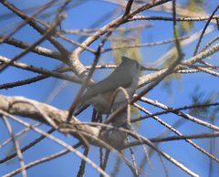 Baeolophus bicolor image