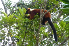 Varecia rubra