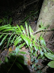 Freycinetia excelsa
